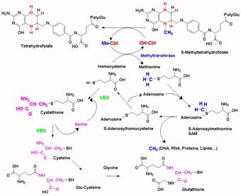 Methylation cycle
